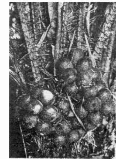 Photo of fruiting salak tree.