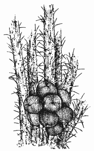 Drawing of Salak trunk and fruit