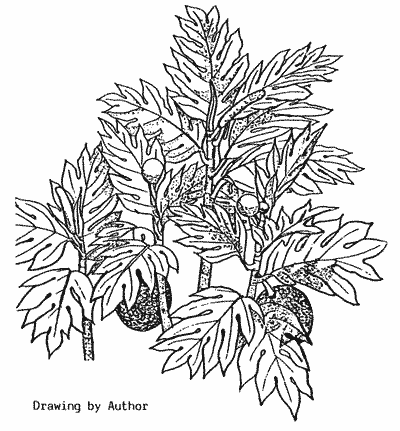 Sketch of breadfruit leaves and fruit