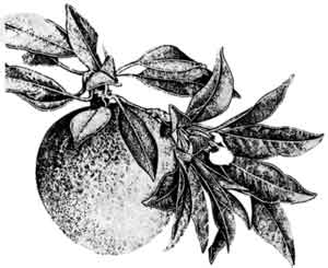 Sketch of Sapodilla fruit and leaves.