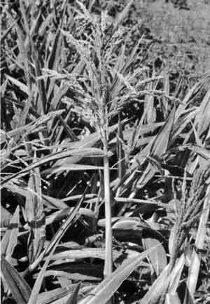 Photo of Setaria palmifolia