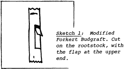 Sketch of Modified Forkert Budgraft