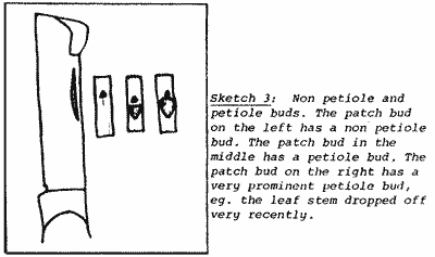 Sketch of Petiole and Non-Petiole Buds