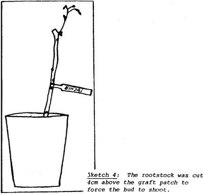 Sketch of Grafted Seedling