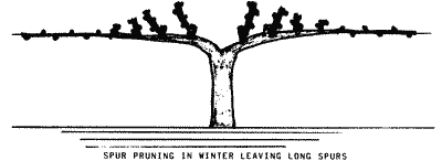 Spur pruning in winter.