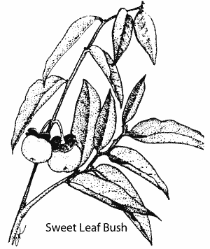 Sketch of Sweet Leaf twig.