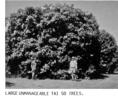 Photo of very large Tai So Lychee tree.