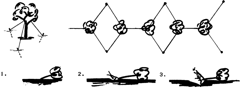 Diagrams of how to anchor trees for strong winds, and pruning fallen trees