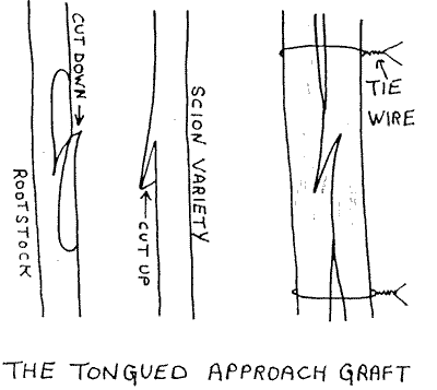 Sketch of a tongued approach graft.
