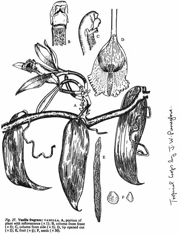 Drawing of vanilla vine, flower and pod.