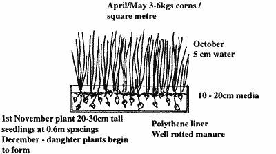 Cross-section of a bed of water chestnuts.