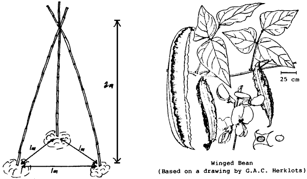 Drawings of Winged Bean and a trellis