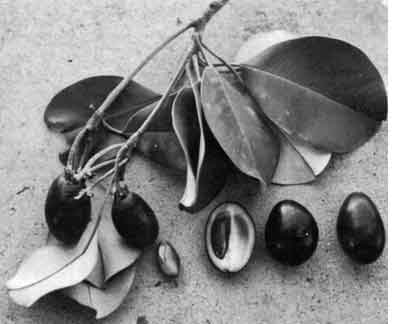Photo of a twig of Wongai with leaves and fruits.