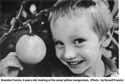 Photo of child with Yellow Mangosteen.