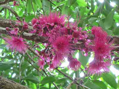 Syzygium megacenses flowers photo