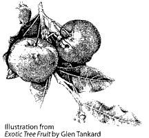 Drawing of Acerola fruit