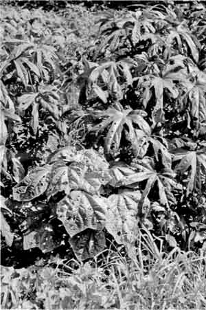 Photo of Hibiscus manihot