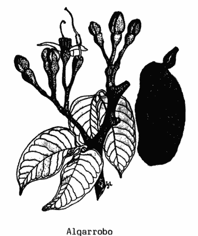 Sketch of algarrobo twig