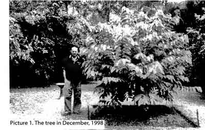 Photo of young Annona tree.