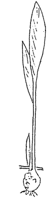 Sketch of Arrowroot plant.