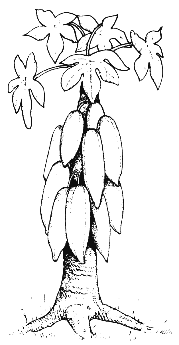Line drawing of Babaco plant