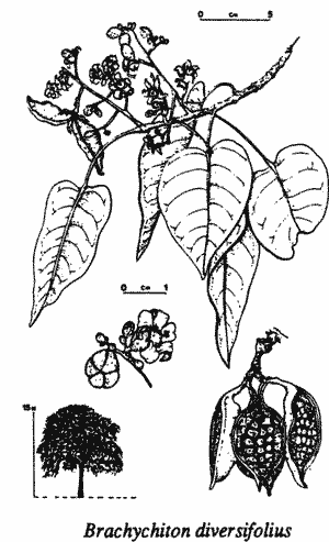 Sketch of B. diversifolius.