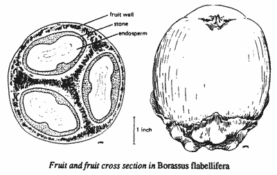 Drawings of Borassus fruit.