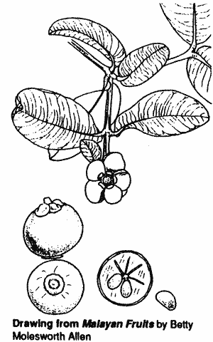 Drawing of Garcinia prainiana.