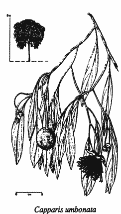 Sketch of Capparis umbonata.