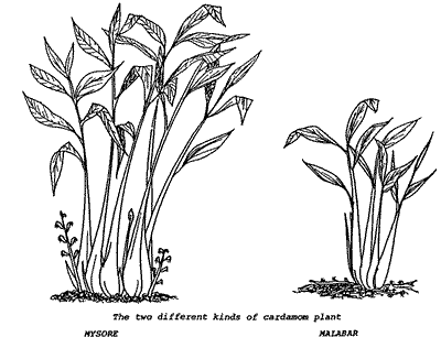Drawings of the two kinds of cardamom plants.