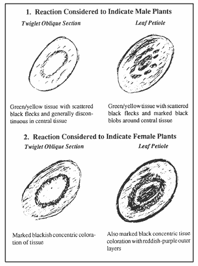 Sketch of results of Mandl paint staining of carob twigs and petioles.