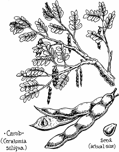 A drawing of carob leaves and pods.
