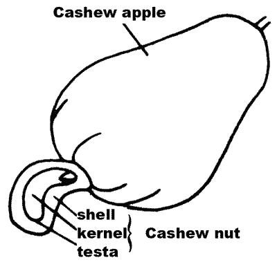 Sketch of cashew apple with seed