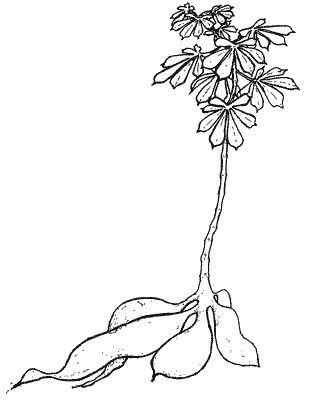 Sketch of cassava plant.