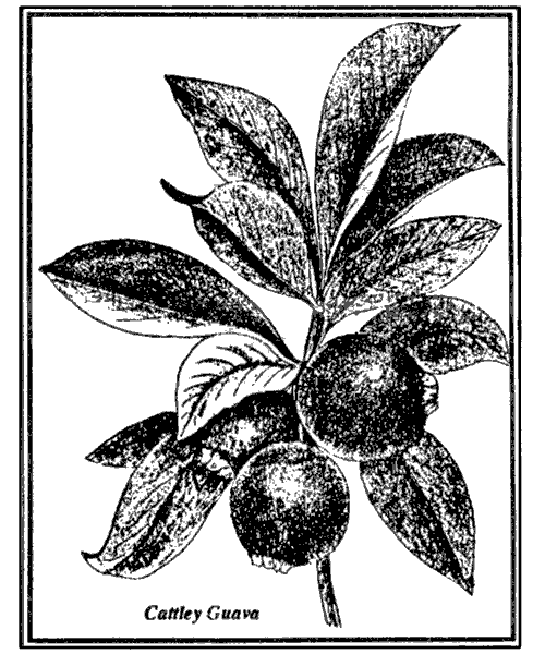 Drawing of Cattley Guava