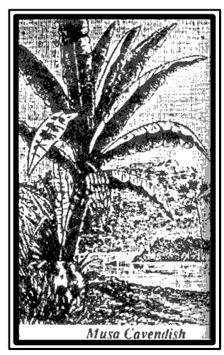 Drawing of Cavendish banana plant