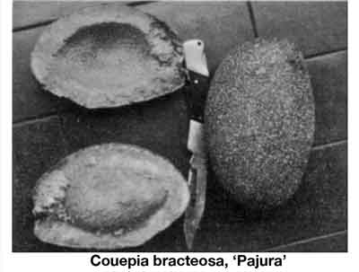 Photo of C. bracteosa fruit.