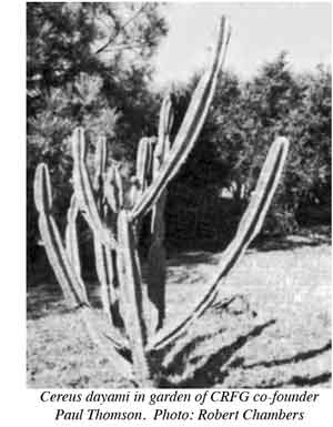 Photo of Cereus dayami.