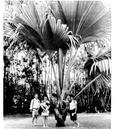 Photo of Coco de Mer palm