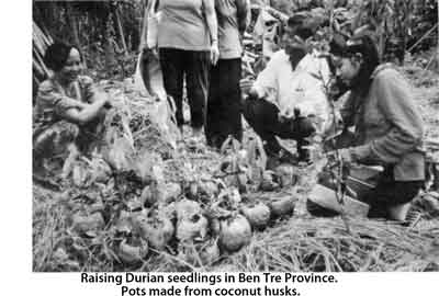 Durian seedlings being raised in coconut husk pots.