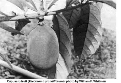 Photo of Cupuassu fruit.