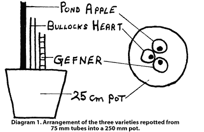 Sketch of how to plant 3 small trees for approach grafting.