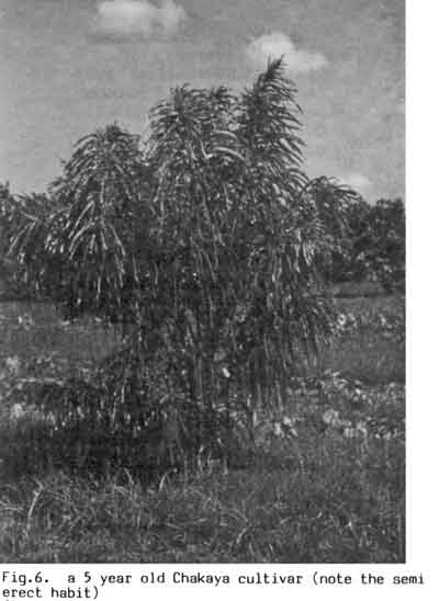 A 5-year-old emblic tree of the Chakaiya variety, showing semi-erect habit.