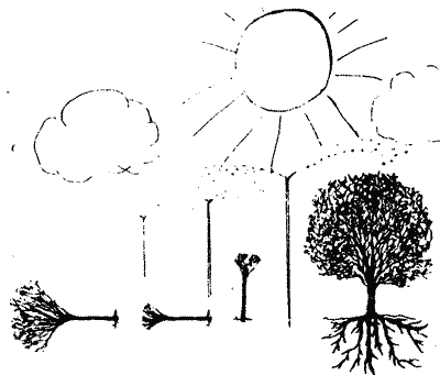 Sketch of the stages of tree recovery