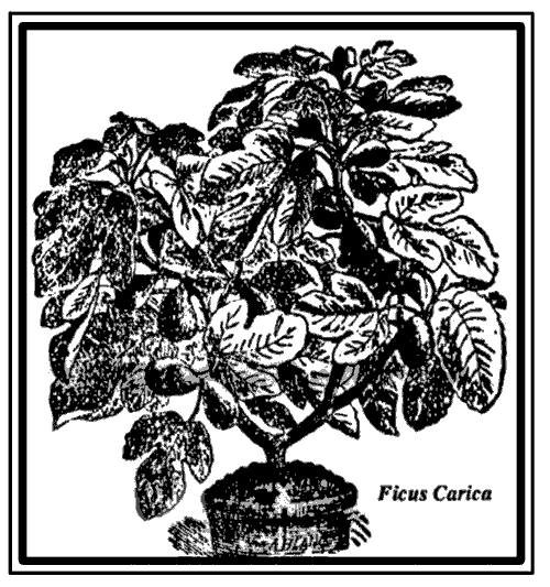 Drawing of Ficus plant