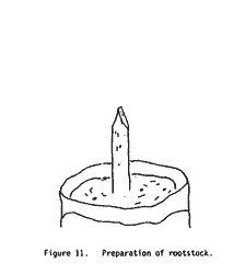 Drawing, preparation of rootstock