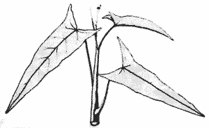 Sketch of Ipomoea aquatica