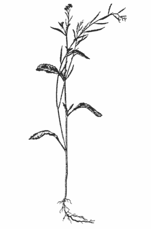 Sketch of Brassica juncea