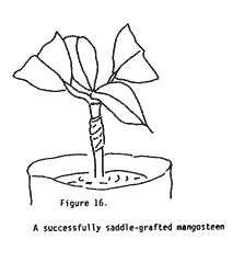 A successfully saddle-grafted mangosteen