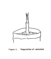 Drawing, preparation of rootstock